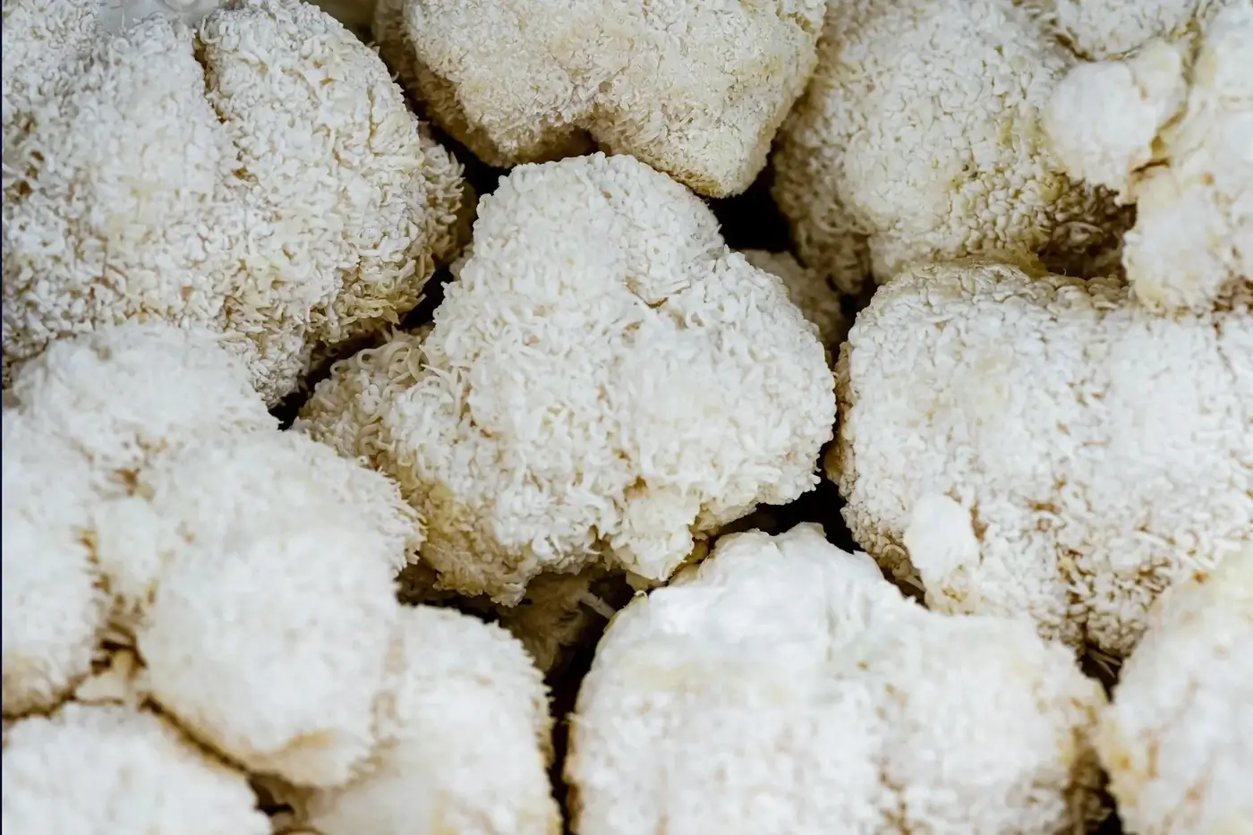 Lion's mane mushroom extract for gaming focus